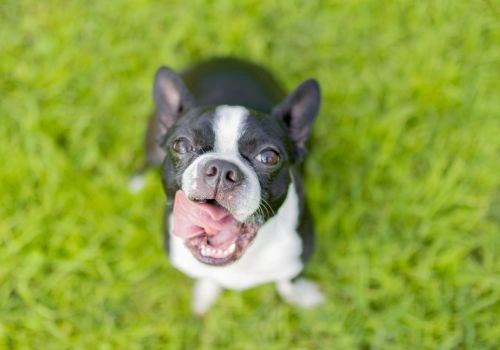 Boston Terrier, Geniusvets 3.